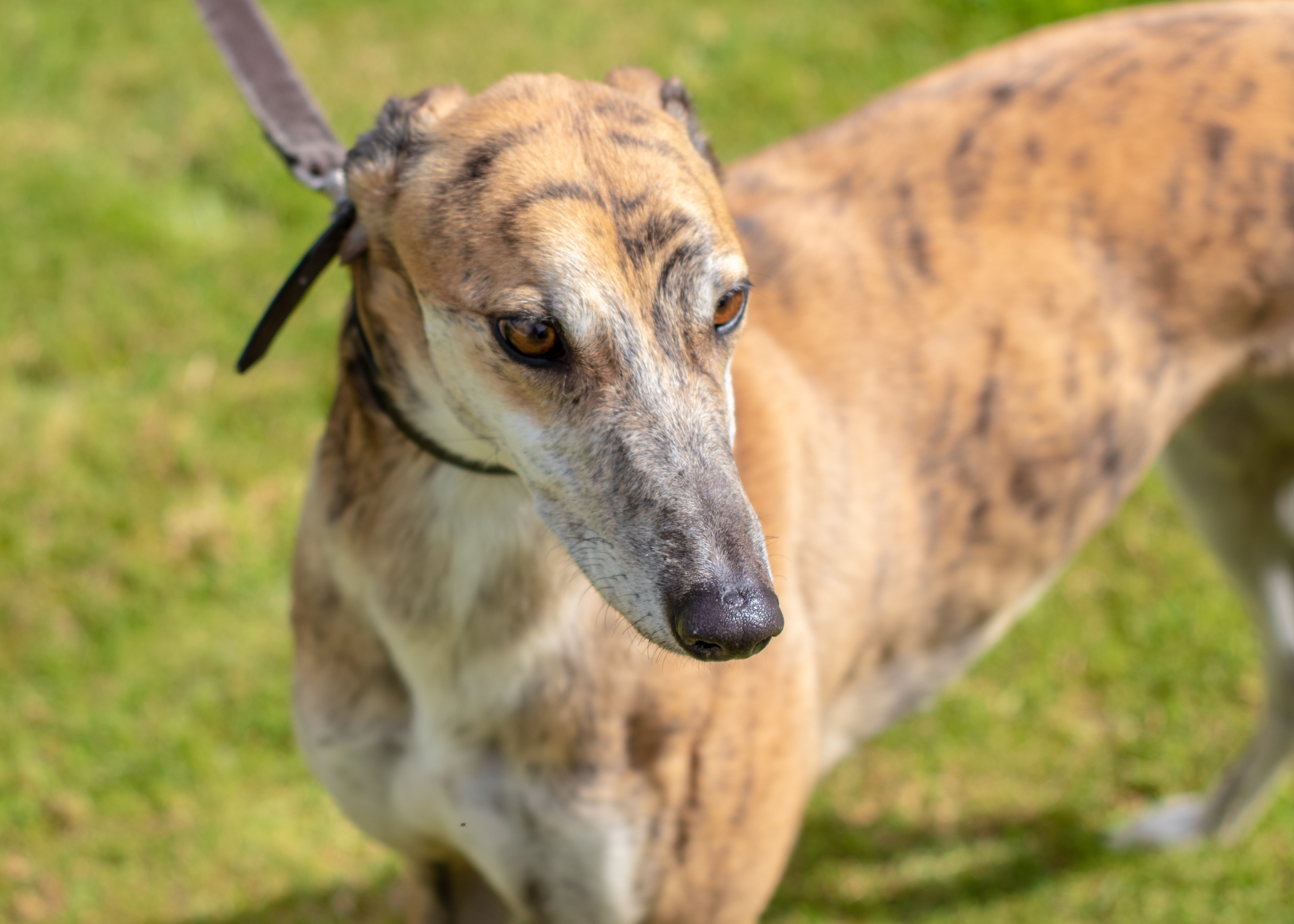 irish greyhound dog